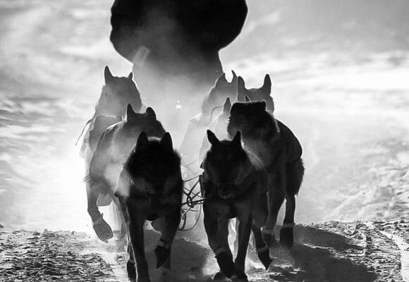 Bien choisir l’entreprise de chiens de traîneau pour une activité réussie