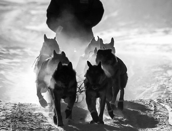 Bien choisir l’entreprise de chiens de traîneau pour une activité réussie