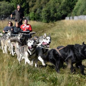 Cani Kart