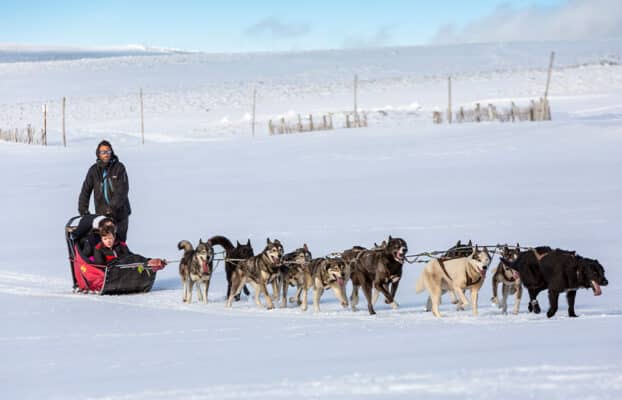 Conseils pour une expérience réussie en chien de traîneau