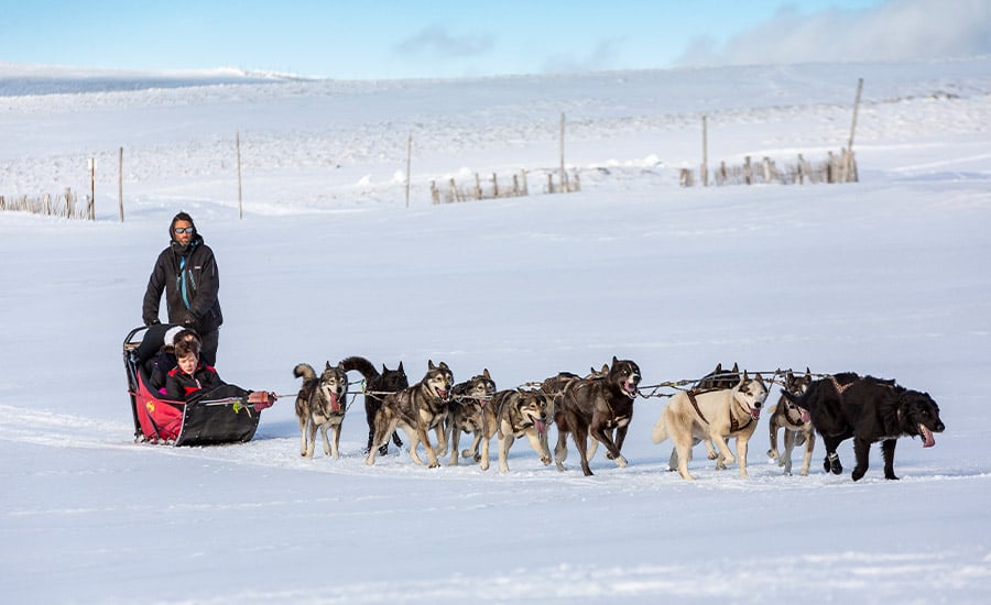 Conseils pour une expérience réussie en chien de traîneau