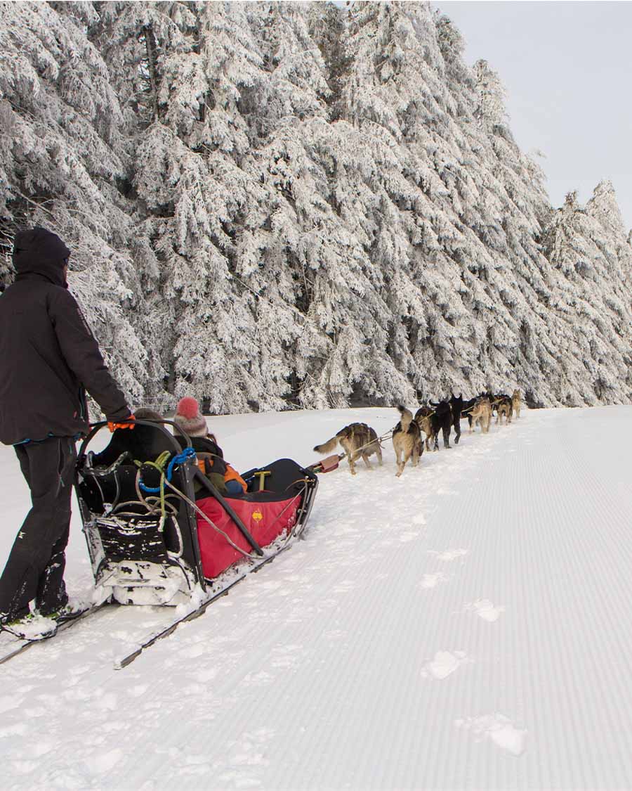 Faire du chien de traîneau en Auvergne