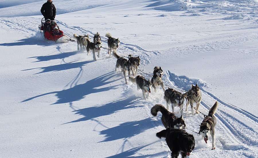 Les meilleurs endroits pour faire du chien de traîneau en Auvergne