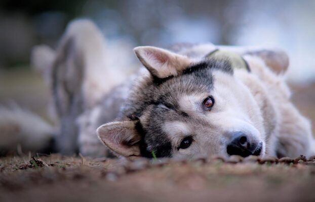 Activités avec des Huskies et des Chiens Nordiques en Auvergne