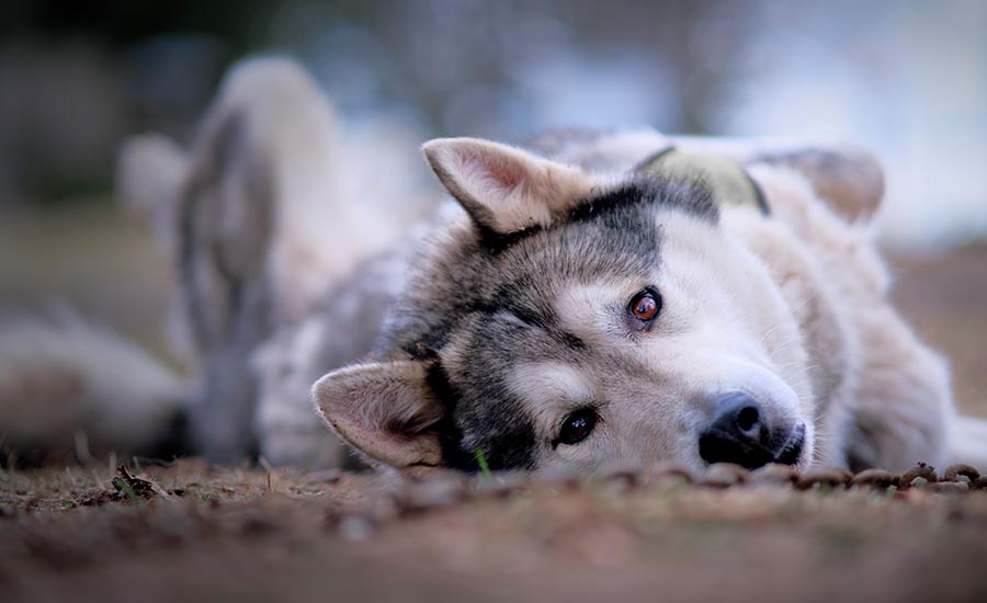 Activités avec des Huskies et des Chiens Nordiques en Auvergne
