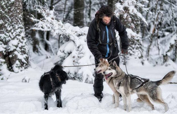 Comment bien choisir son Musher pour une activité canine ?