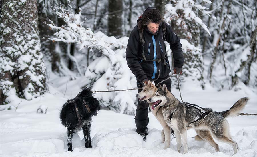 Comment bien choisir son Musher pour une activité canine ?