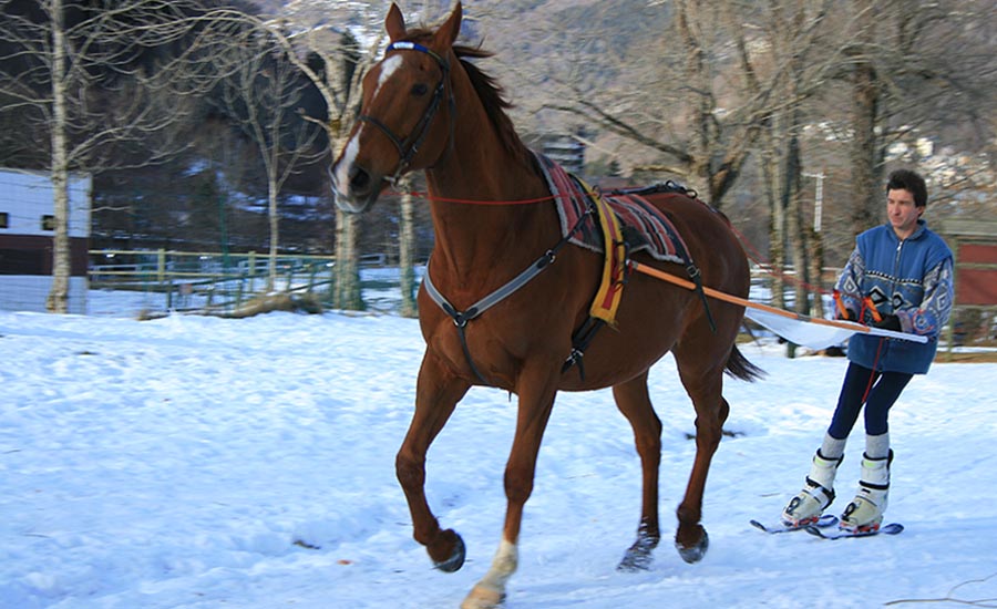 7 Activités inoubliables avec des Animaux en Auvergne