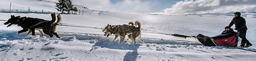 Faire du Traîneau